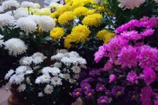 13 Different Types of Chrysanthemums (Plus Planting Tips and Health Benefits)