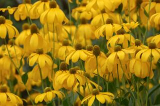 35 Different Types of Coneflowers For Your Garden