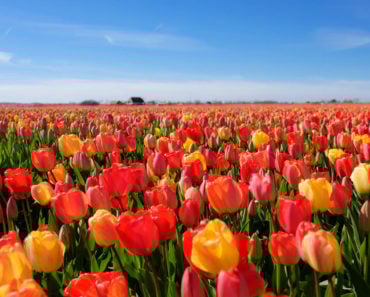 Field of different types of tulips