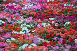 71 Different Types of Impatiens and Its Uses