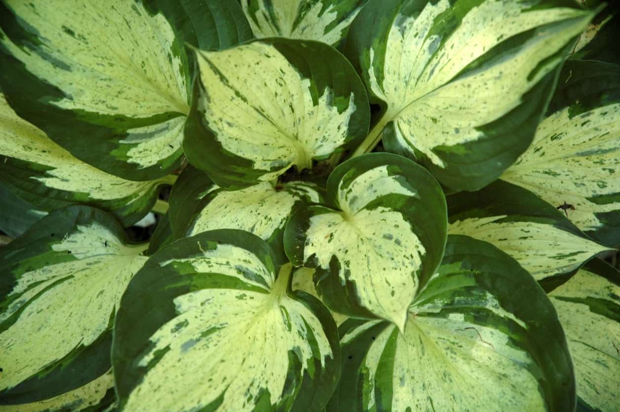 Revolution hosta