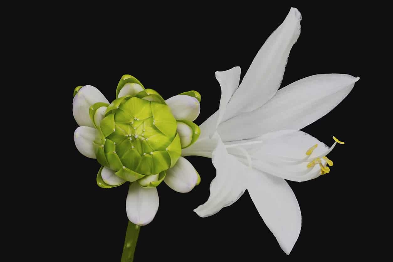 Royal Standard hosta