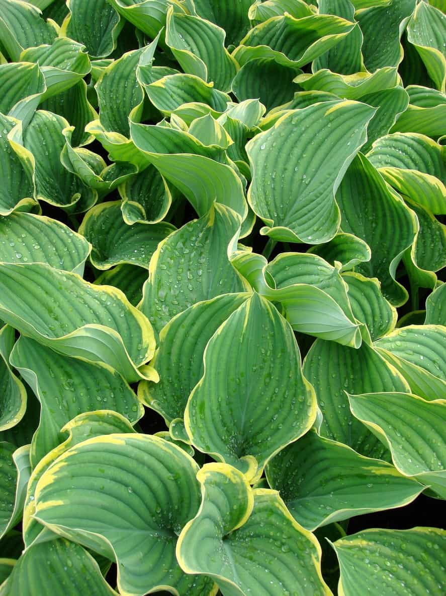 Sagae hosta
