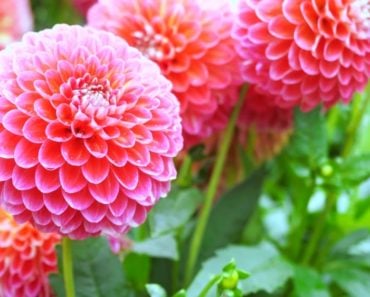 Summer flowers.