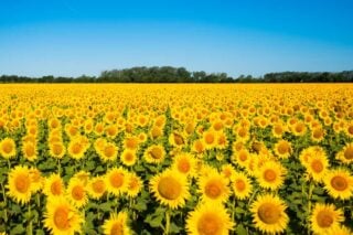 33 Different Types of Sunflowers and Why You Should Grow Them