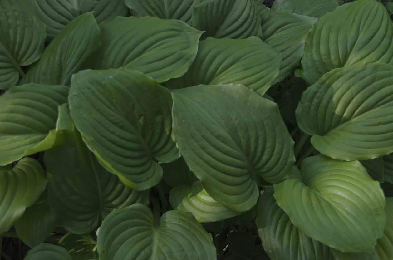 Undulata hosta