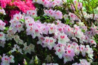 12 Different Types of Azaleas And Why They're Good For Your Garden