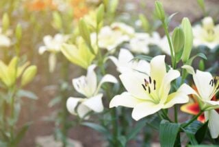 40 Different Types of Lilies for Your Garden