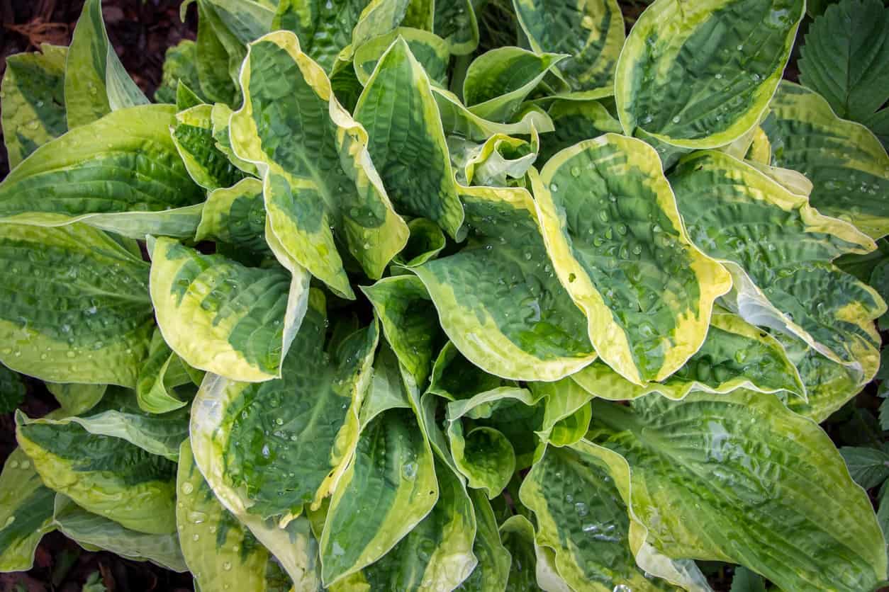 Wide brim hosta