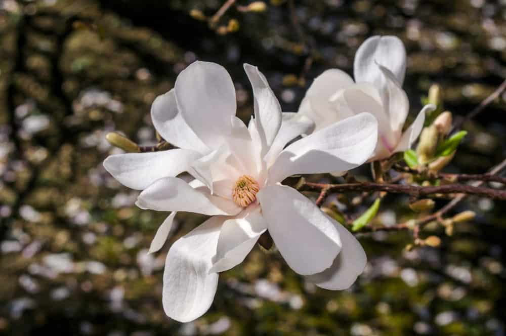 Loebner magnolia