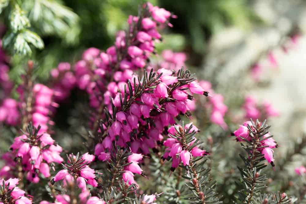 Myretoun Ruby heather flowers