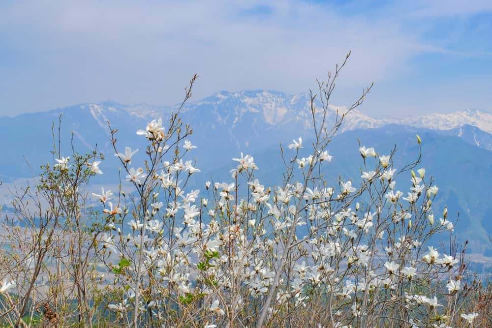 Anise magnolia
