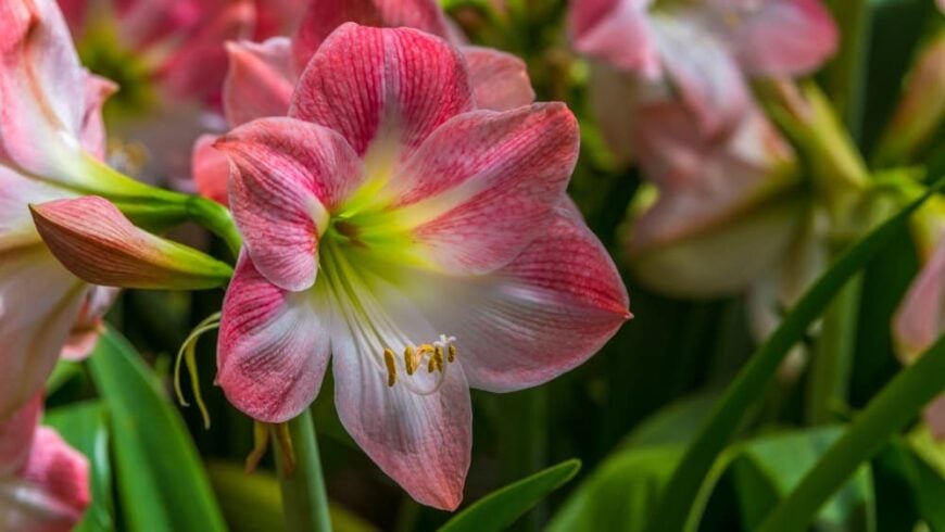 32 Different Types of Amaryllis Flowers Plus Fun Facts