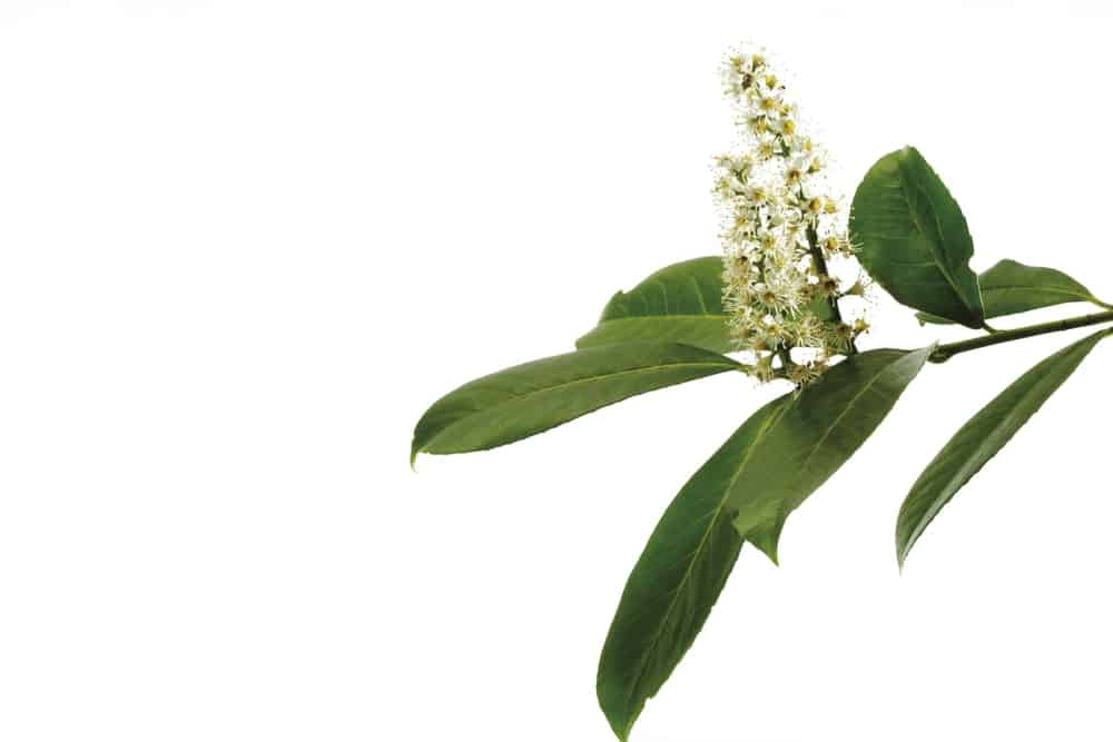 Cherry laurel