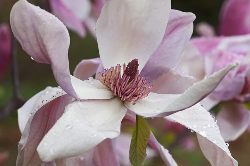 Daybreak magnolia