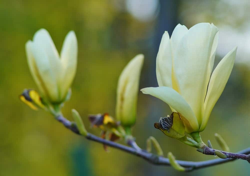 Elizabeth magnolia