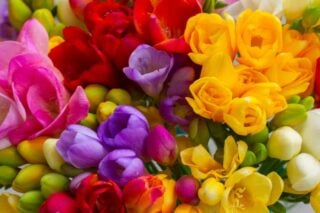 39 Different Types of Freesia Flowers