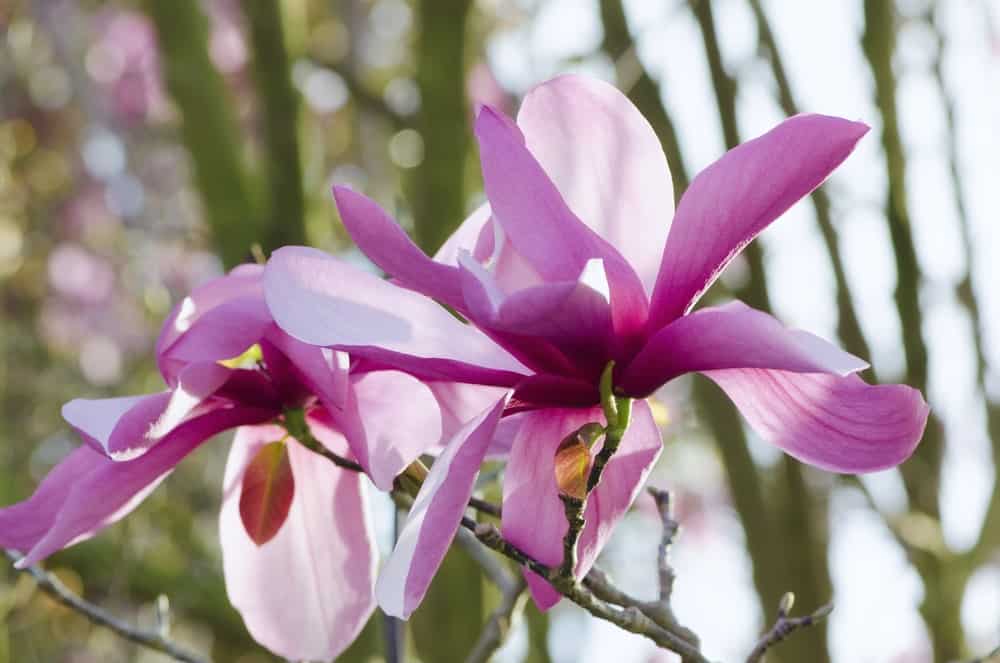 Galaxy magnolia