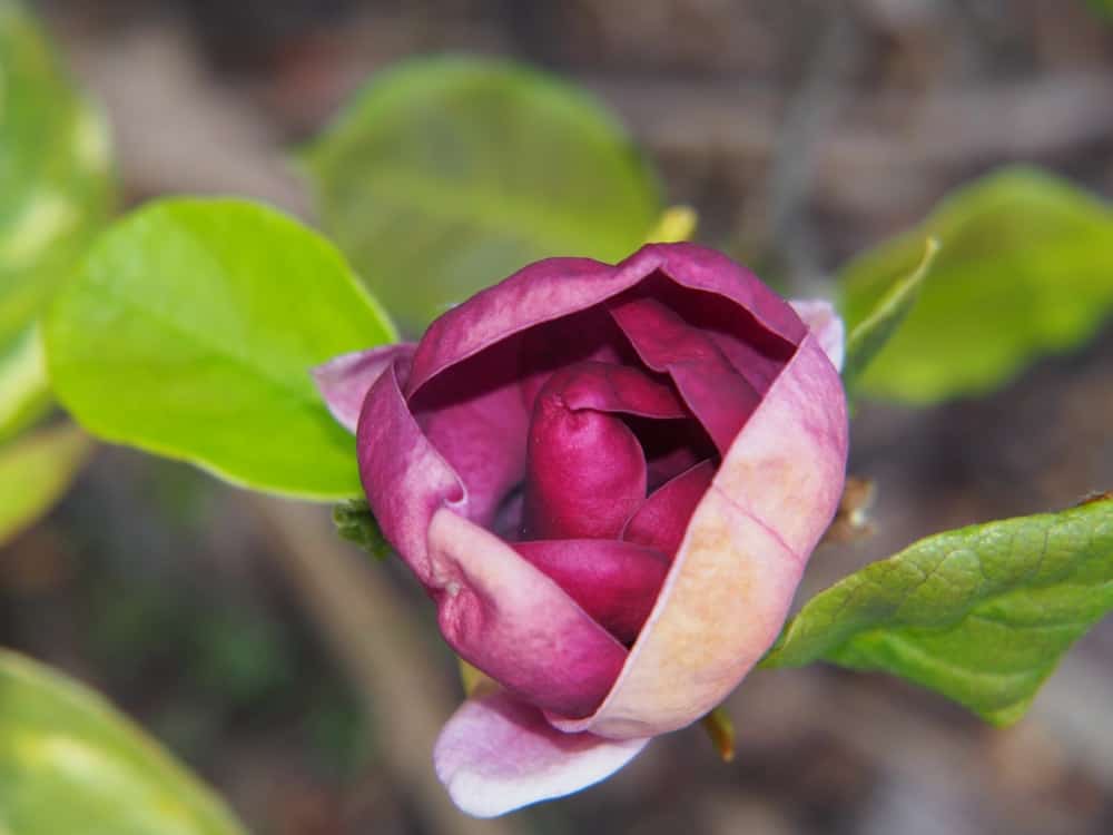 Genie magnolia