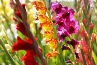 23 Different Types of Gladiolas For Your Garden