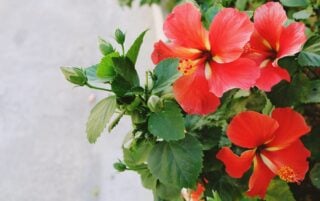 32 Different Types of Hibiscus Flowers