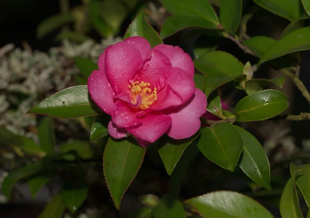 28 Different Types Of Camellias