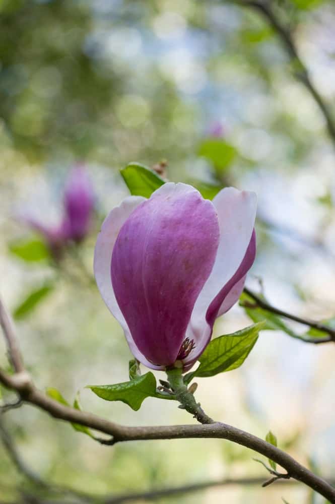 Lennei magnolia