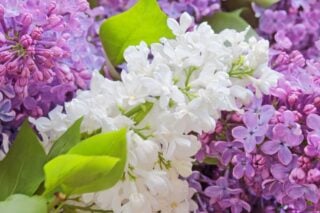 23 Different Types of Lilacs for Your Garden