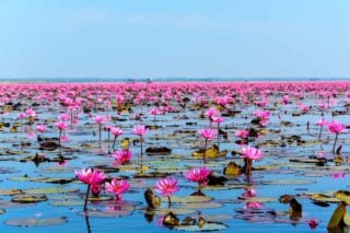 36 Different Types of Lotus Flowers