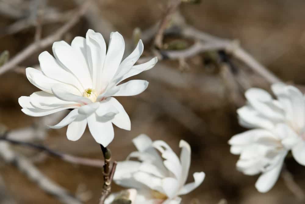 Merrill magnolia