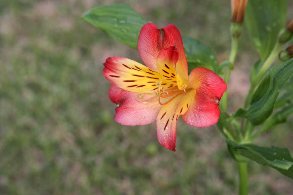 Saturn alstroemeria