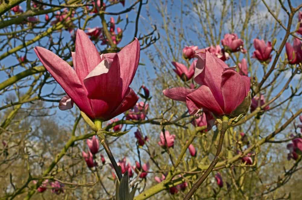 Star Wars magnolia