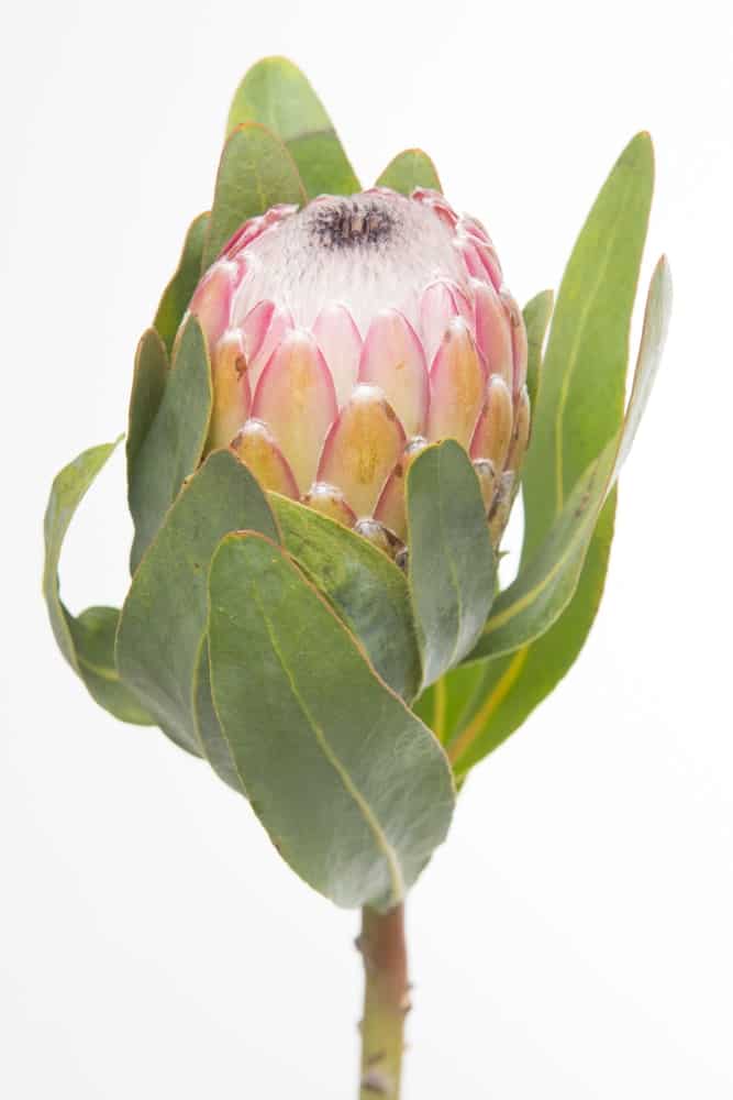 Susara protea
