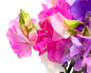 29 Different Types of Sweet Peas Plust Fun Facts