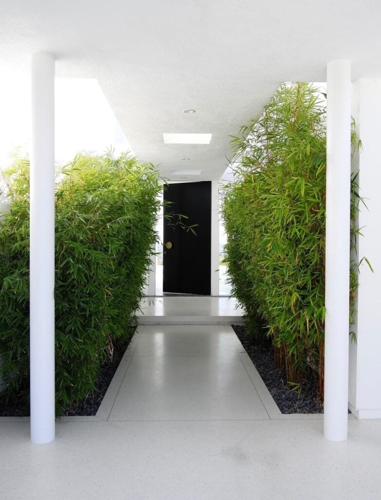Modern home featuring a smooth concrete walkway surrounded by a greenery.
