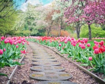 20 things you didn't know about tulips.