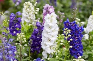 Perennial larkspur flowers (Delphinium elatum) in white, violet and pink.