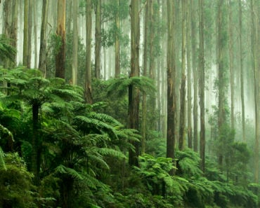 Ferns in the forest
