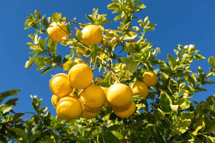 Grapefruits Hanging on a Tree Branch