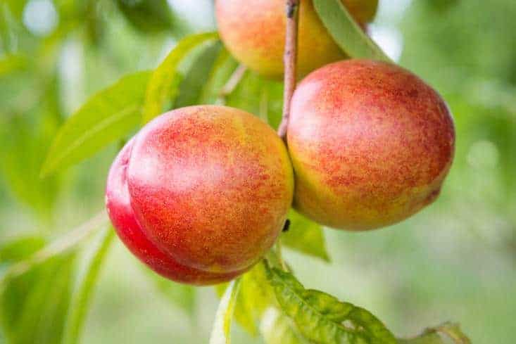 Nectarines hanging from a tree