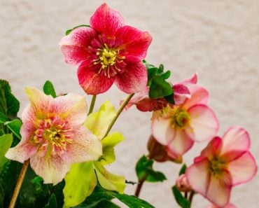 Different hellebore flowers