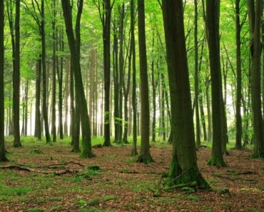 Beech Trees in a Beech Forest