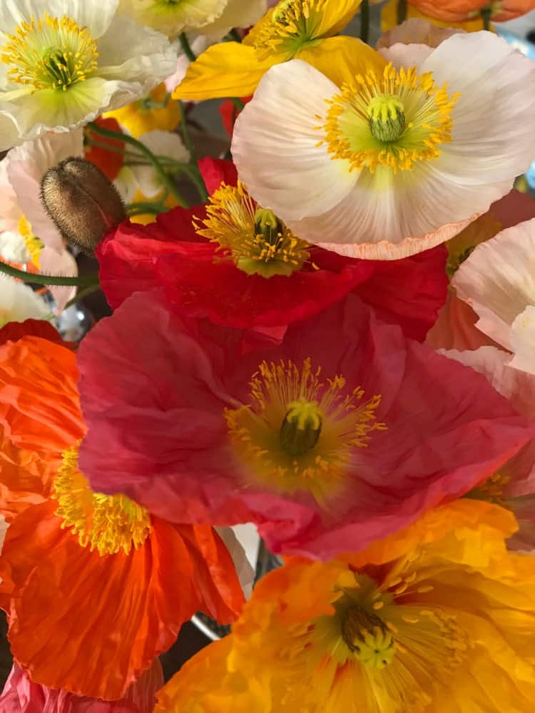 Papaver croceum