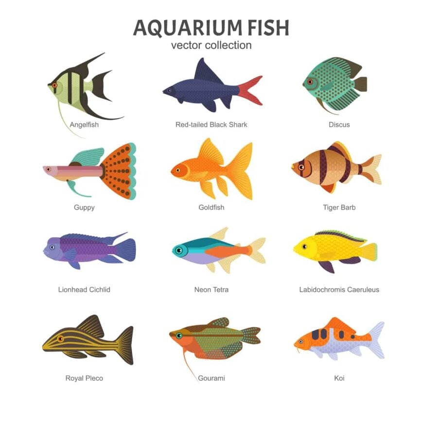 25 Popular Types of Aquarium Fish