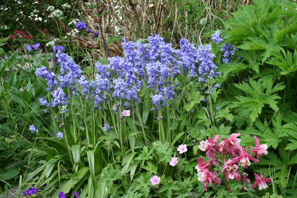 Spanish Bluebells Growing in a Garden