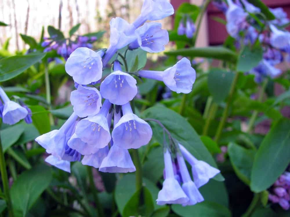A garden of Virginia Bluebells