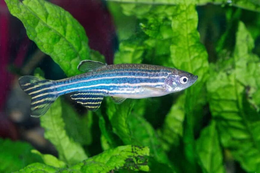 25 Popular Types of Aquarium Fish – Home Stratosphere