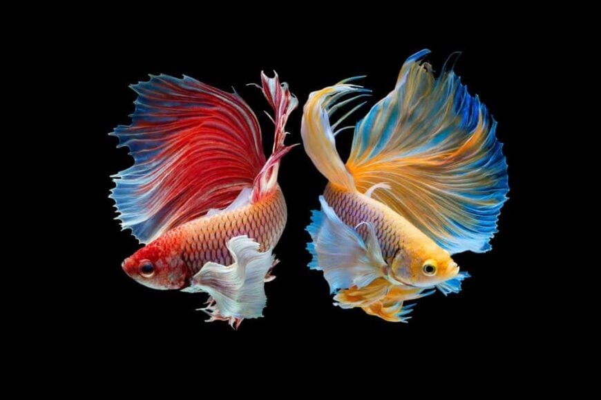 25 Popular Types of Aquarium Fish