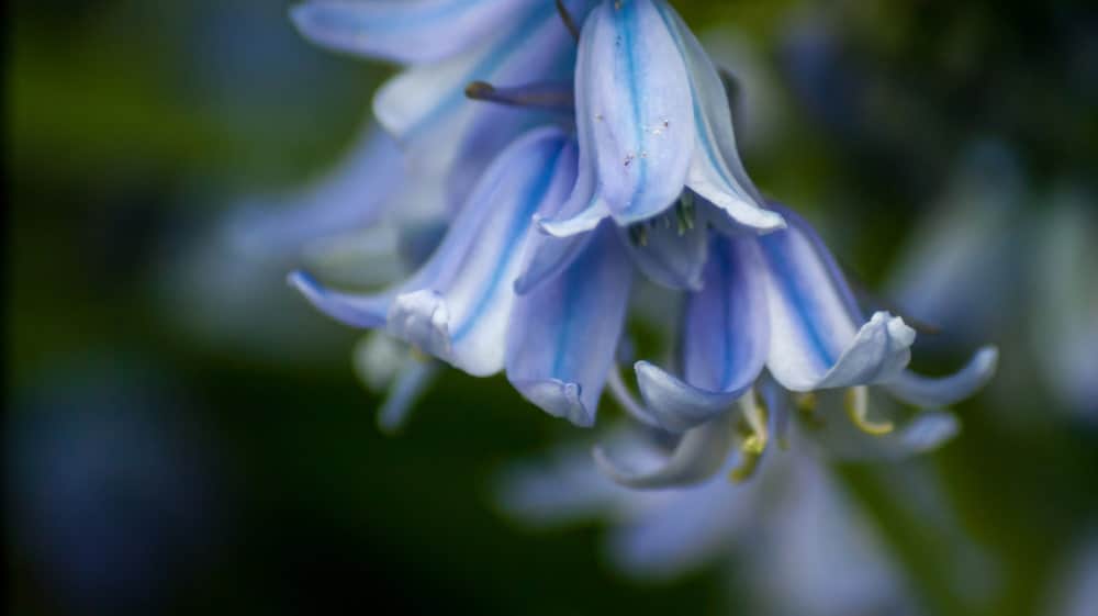 Spring Hybrid Bluebells