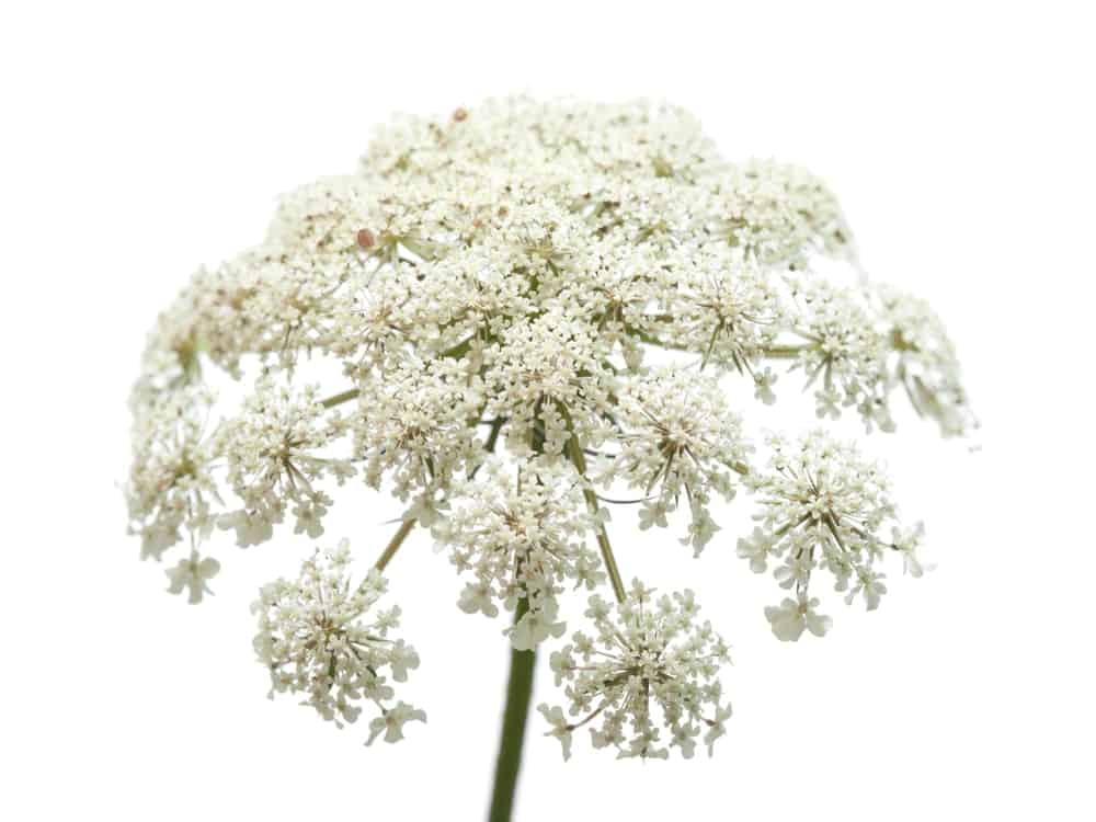 True Queen Anne’s Lace